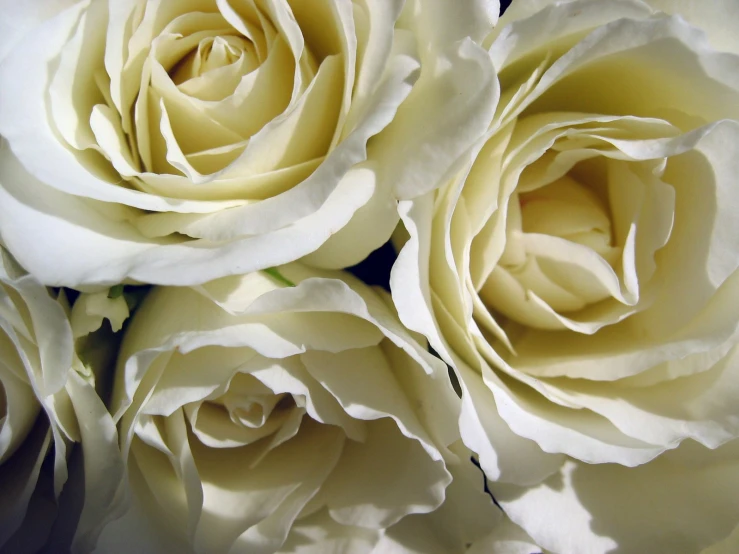 a bunch of white flowers with one big flower