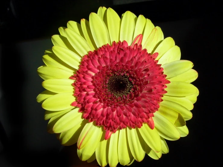 the bright pink and yellow flower is in a vase