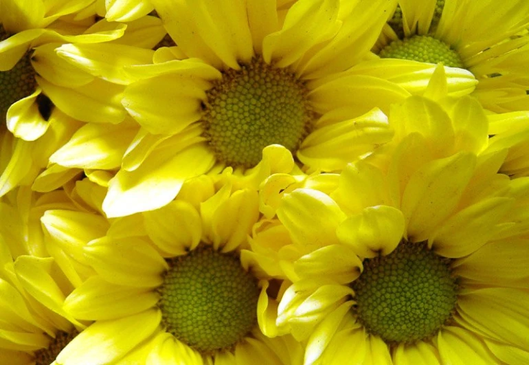 closeup of yellow flowers with many leaves