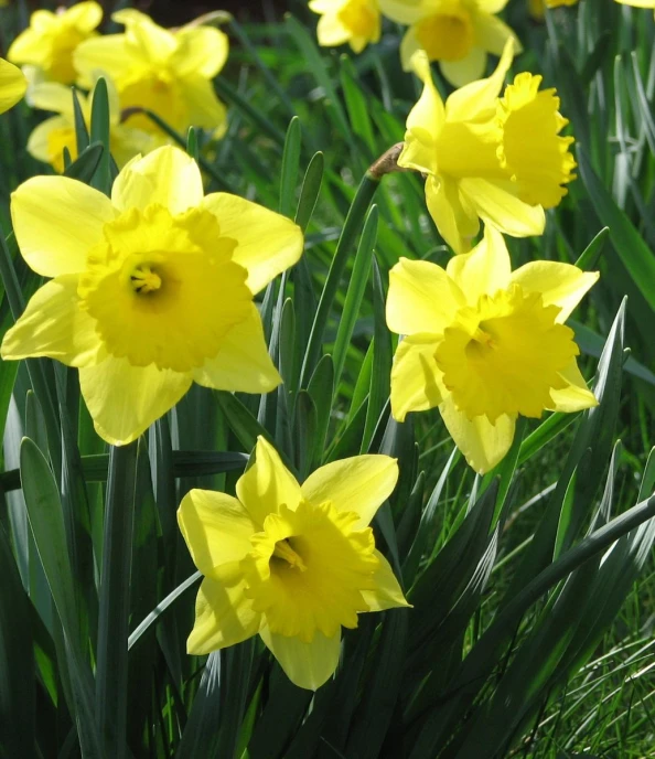 yellow daffodils in full bloom, with a black center