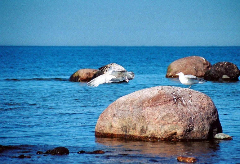there are three seagulls standing on some rocks in the water