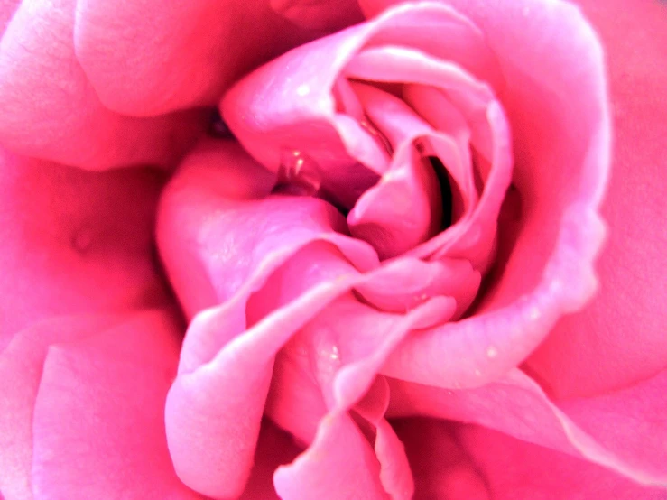 a pink rose with its petals slightly turned