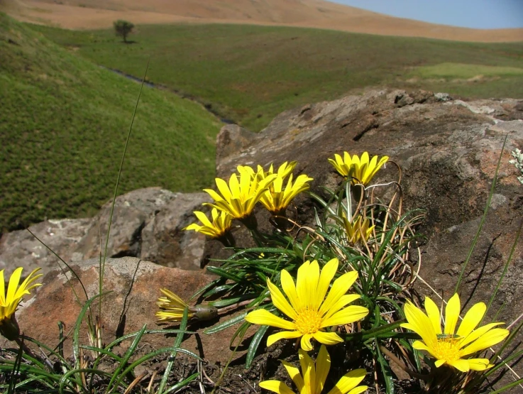 yellow flowers growing on the rocks in the mountain