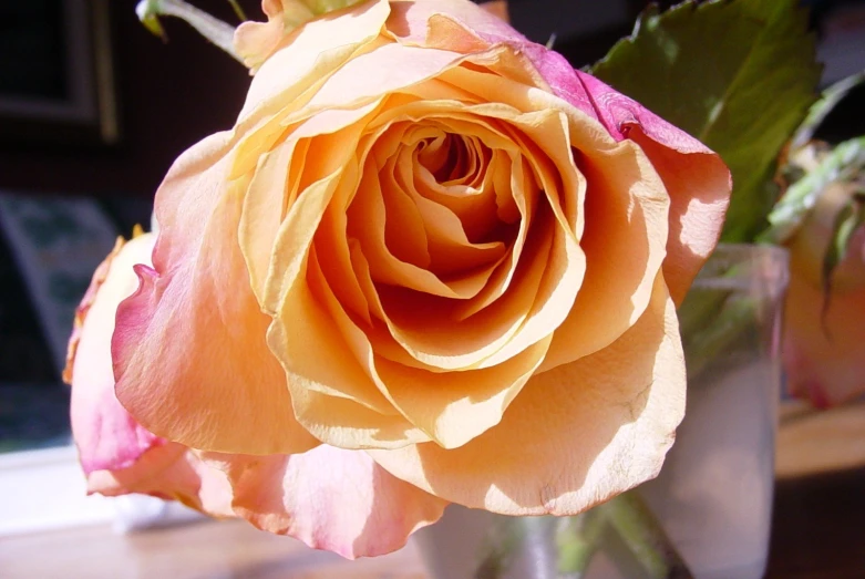 a pink and yellow rose is in a glass vase