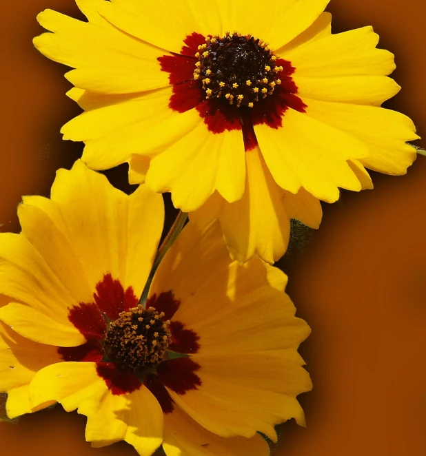 three yellow flowers with a red center on an orange background