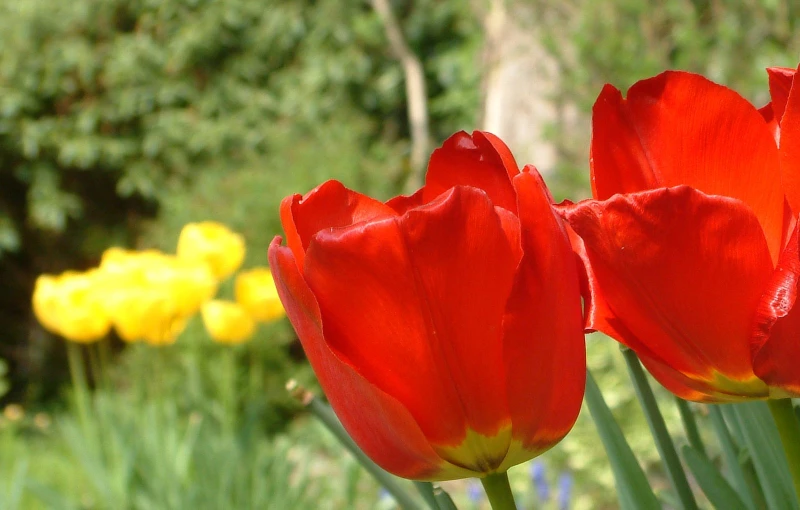 red tulips in the center of a green field