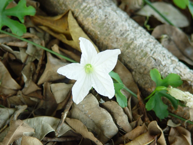 a close up of a flower on a ground with leaves and sticks