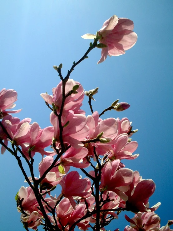 the delicate, pink flowers can be seen through the nches