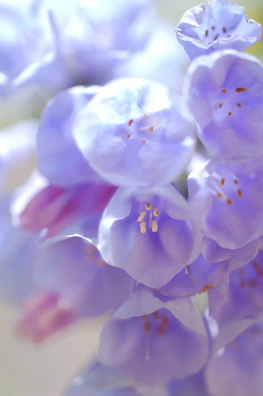 a purple flower with several smaller flowers in the background