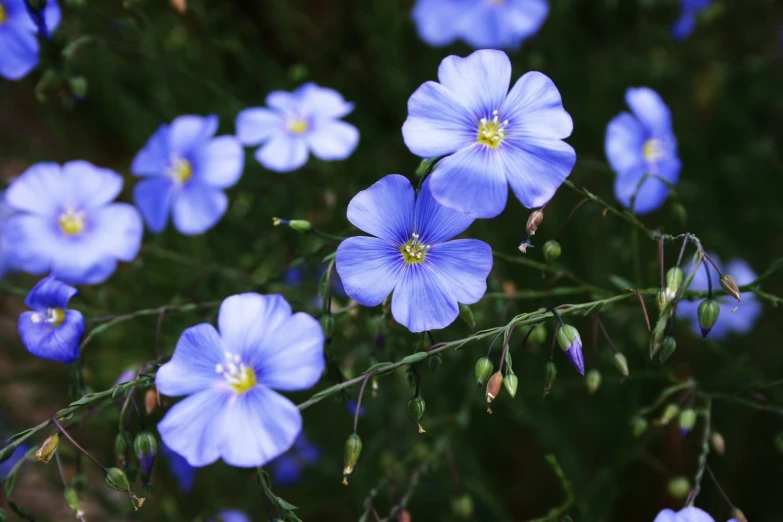 blue flowers are blooming next to each other