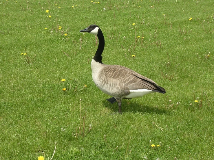 a goose standing on a grass field with flowers around