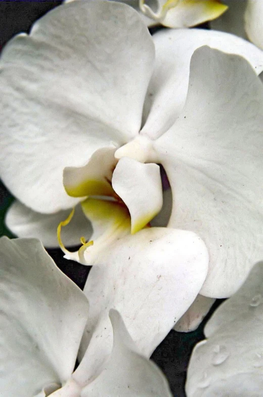 a close up po of white flowers with the center blossom still attached