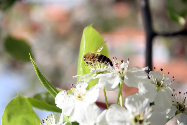 a bee sits on a flower near green leaves