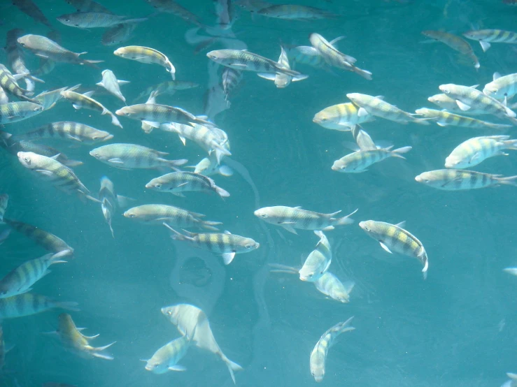 a lot of fish in the blue water