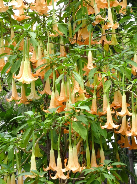 many small hanging flowers near each other on a tree