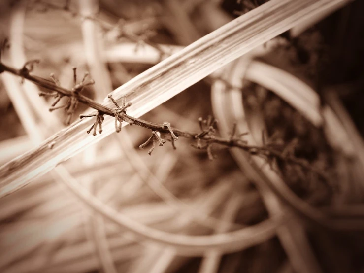 two nails sit on top of a barbed wire