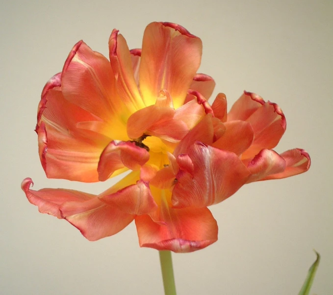 the large flowers are in full bloom against a white background