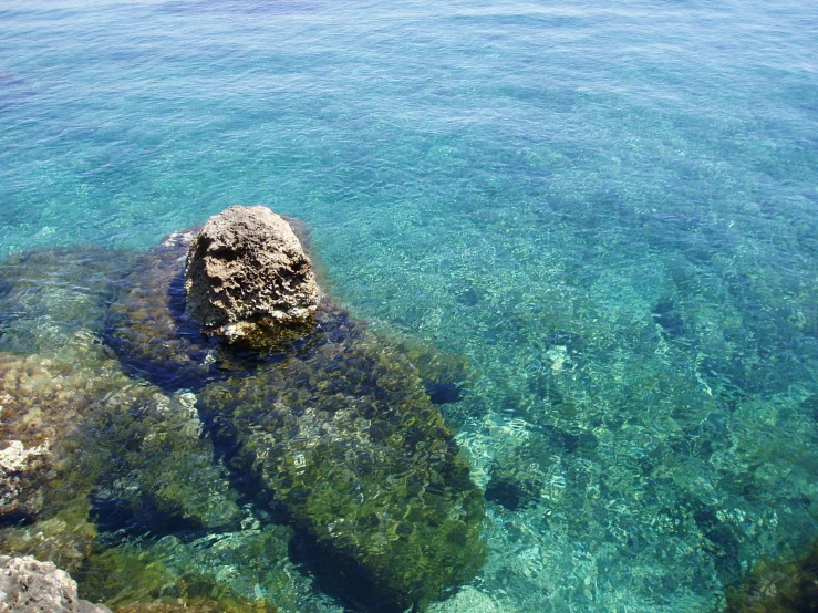 a rock with algae grows along the edge of some water