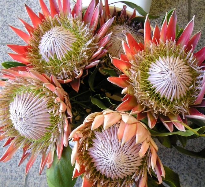 large plant with bright purple flowers on it