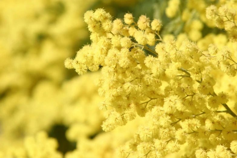 yellow flowers in the sunlight near some green