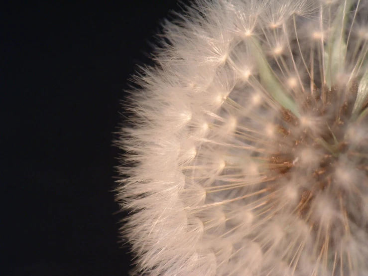 a close up po of the top of a dandelion