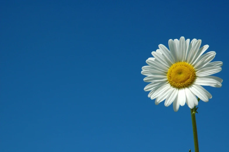 a daisy on a stick against a bright blue sky