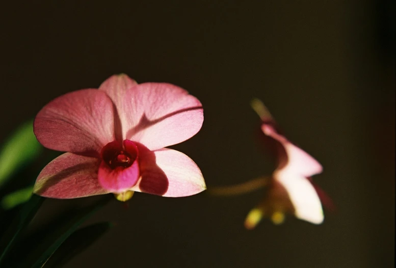 the flowers have very colorful petals in vases