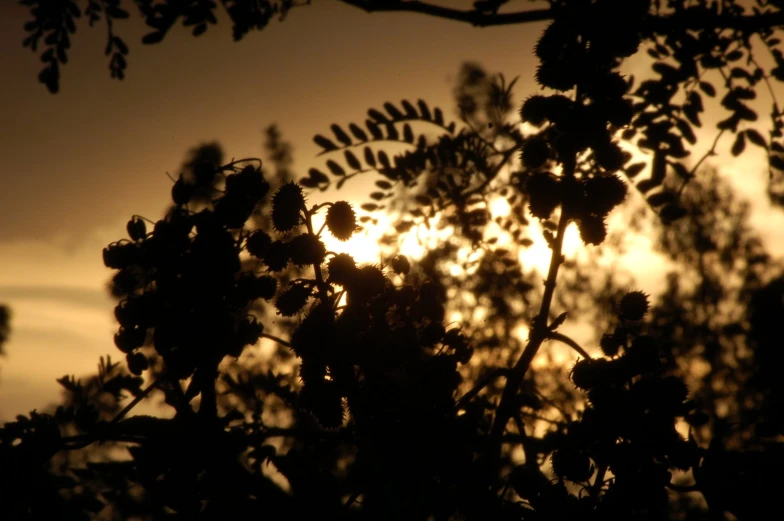 the silhouette of leaves against a golden setting sky