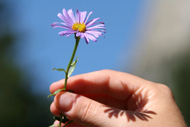 a hand is holding up a single purple flower