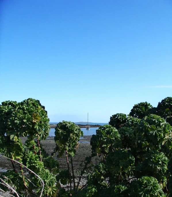 the top part of some trees that are standing