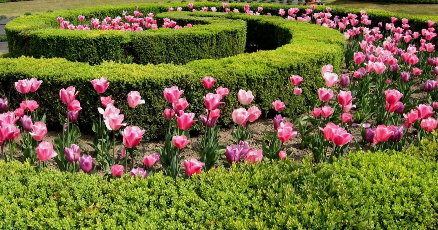 some flowers are growing in the middle of a hedge