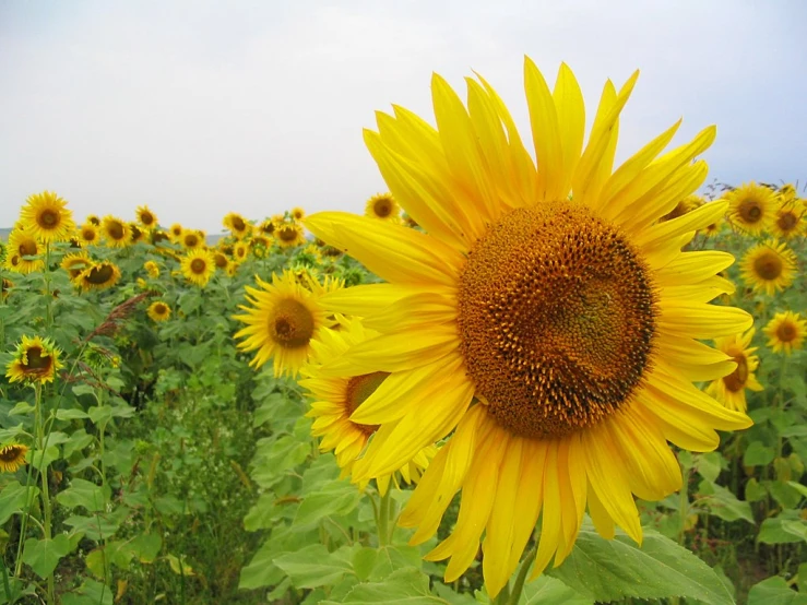 a large yellow sunflower with the middle of it's head