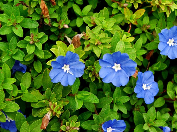 several small blue flowers are growing on some green leaves