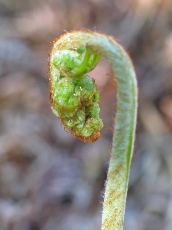 a strange looking green substance sitting on top of a plant