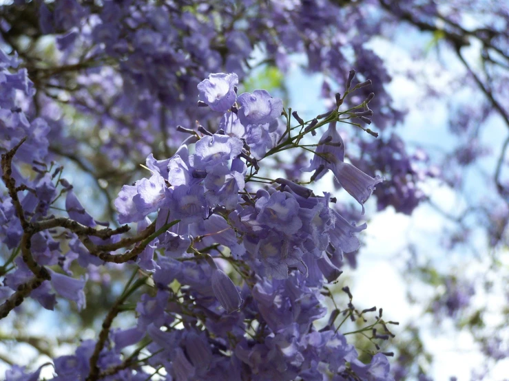 the flowers of purple and white are growing on the tree