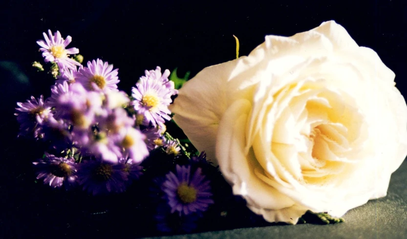 a white rose and purple flowers on a black surface