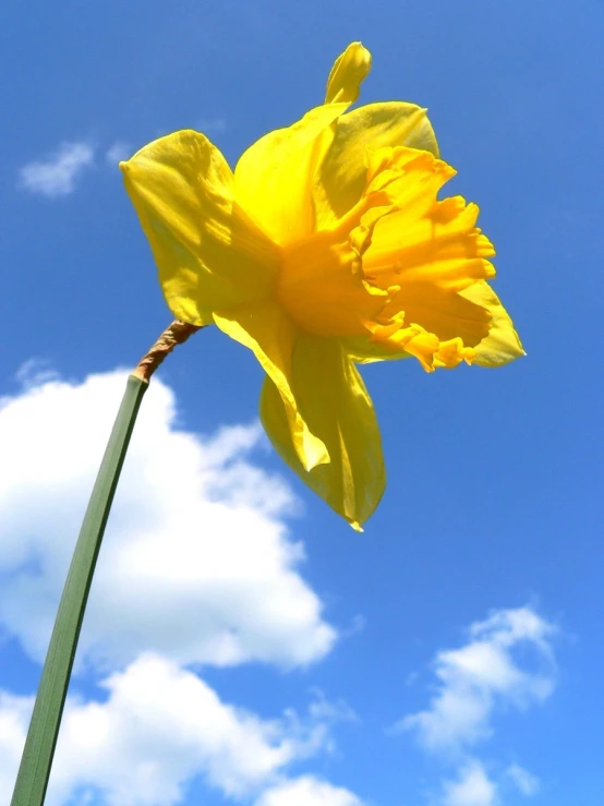 a single yellow daffodil blossom sitting on top of a tall stalk