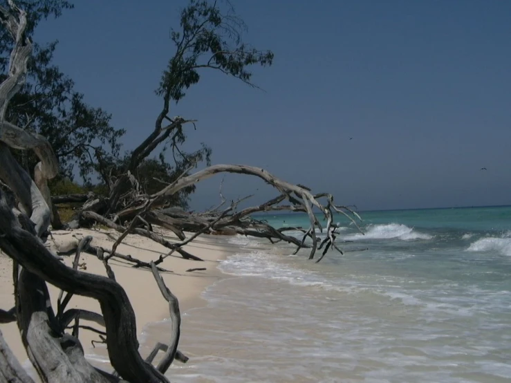 a beach with an ocean and fallen trees on it