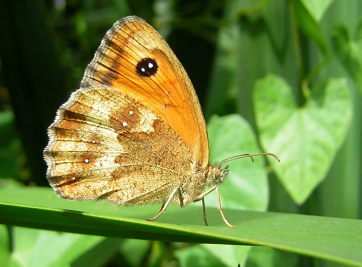 a brown erfly perched on a leaf in the sun