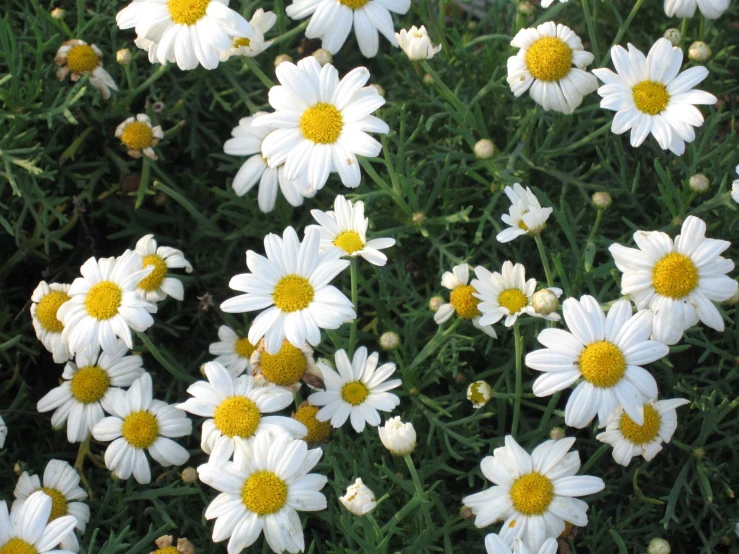 a group of daisies in a field