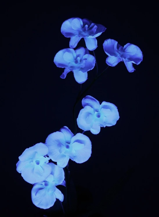 several white flowers are glowing blue against the dark background