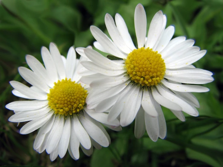 two white daisies with yellow centers and green leaves