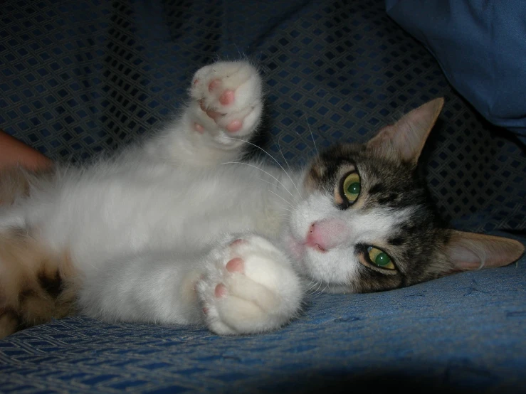 a fluffy kitty cat is sleeping on the back of a couch