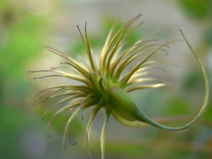 closeup of plant that is looking very odd