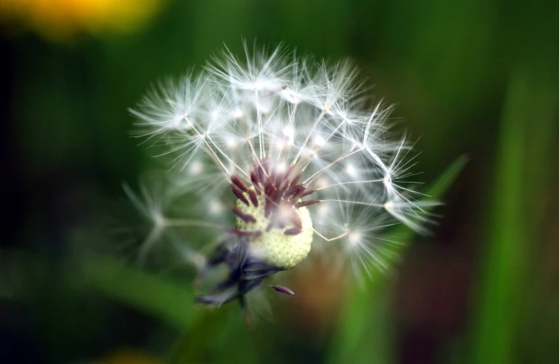 the dandelion is not so very large