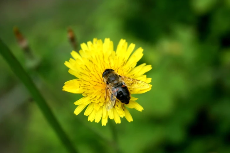 a bee is sitting on a dandelion flower