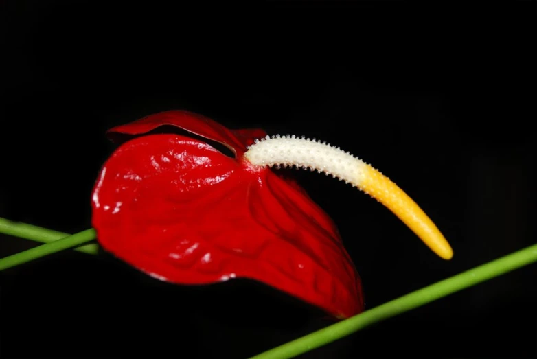 a very cute plant with a white structure on its long end