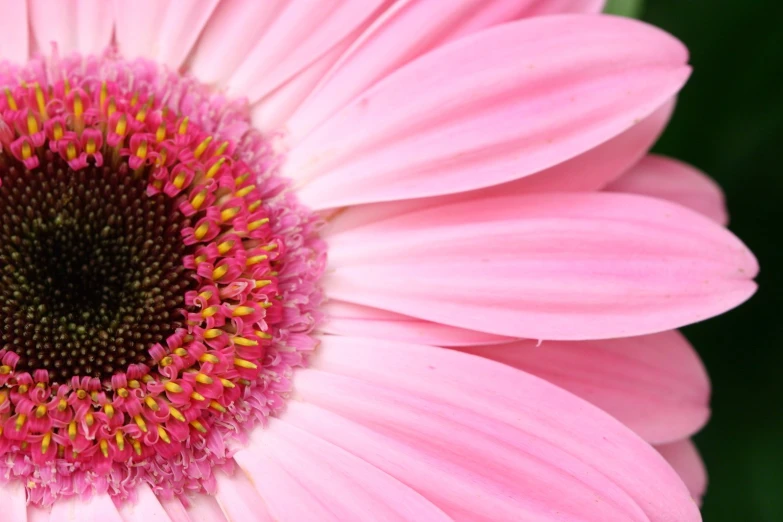 a closeup s of a pink flower with yellow centers