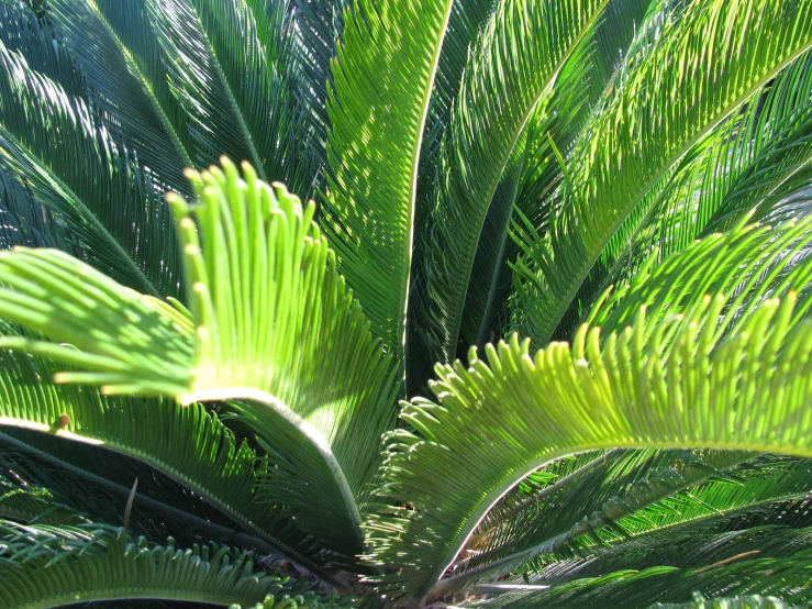 a green palm tree is in an outdoor area