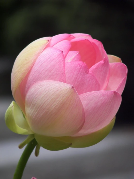 a blooming pink and yellow flower sitting in a vase